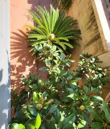 Rosa - Intera Proprieta * Παλέρμο
